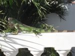 Local iguanas are common visitors